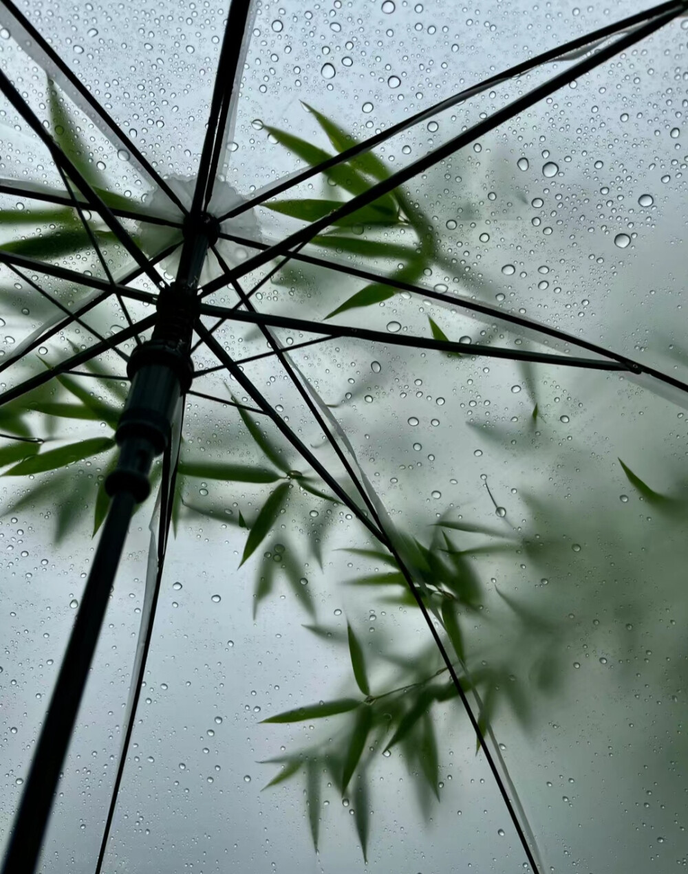 绿色系背景图 雨天背景图