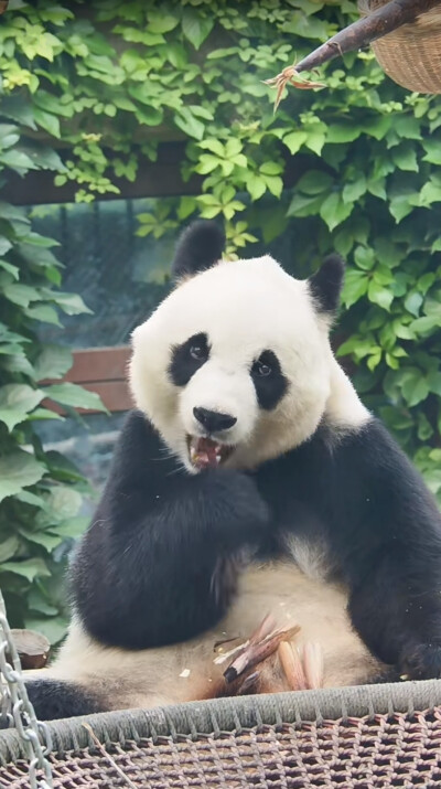 小白天