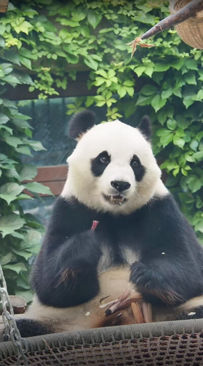 小白天