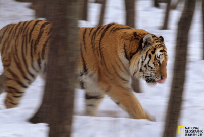 《虎》
西伯利亚雪林区的老虎（Panthera tigris）摄影：Michael Nichols