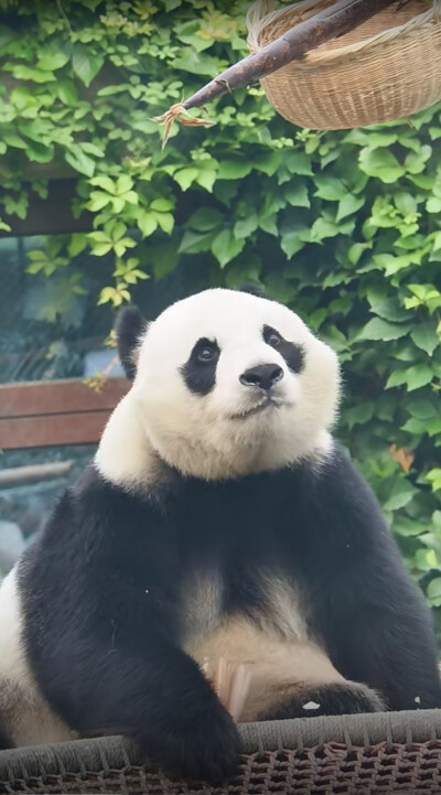 小白天