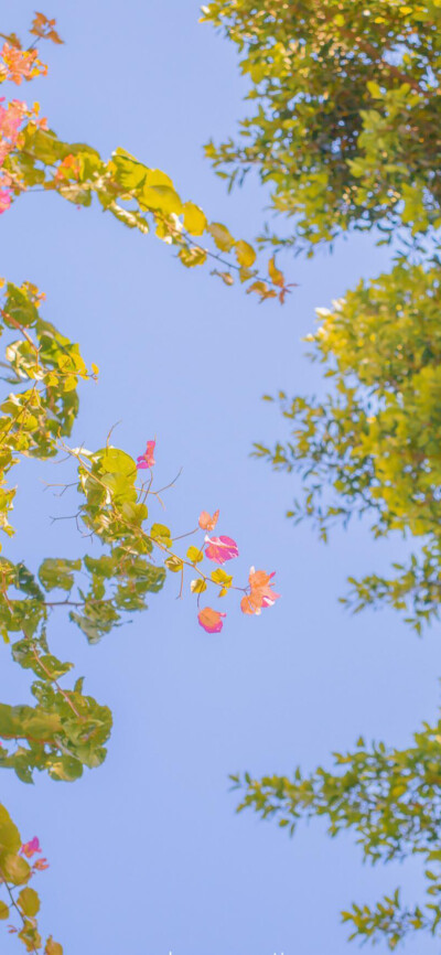 人生一世，草木一秋
【壁纸套图】【图源网络/侵删】