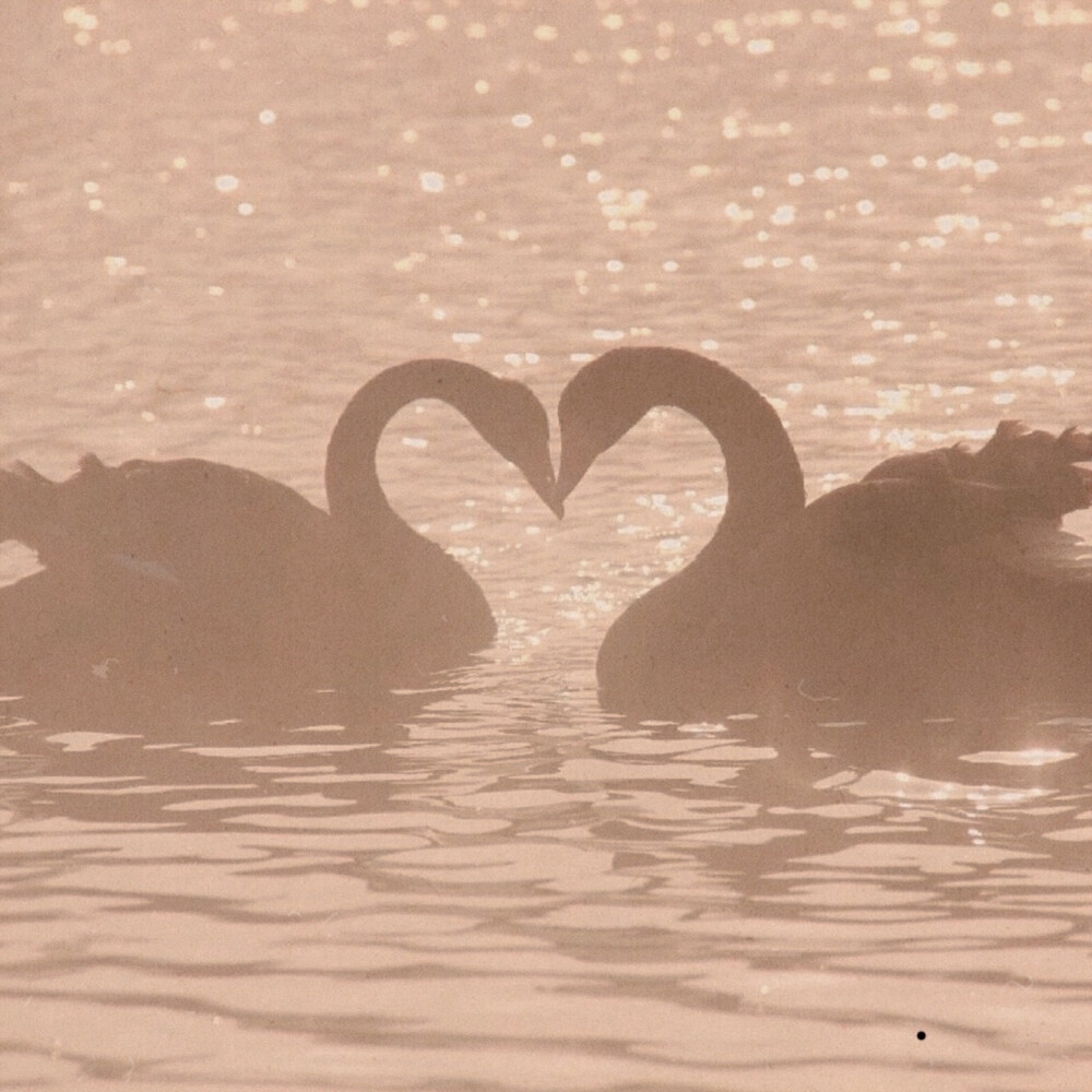 Express our love in front of the couple of white swans
裴珠泫Irene 原截仲隗