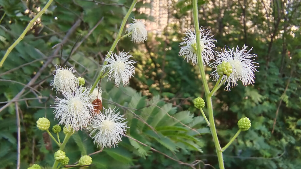 小花也可爱光荚含羞草白色小花欣赏