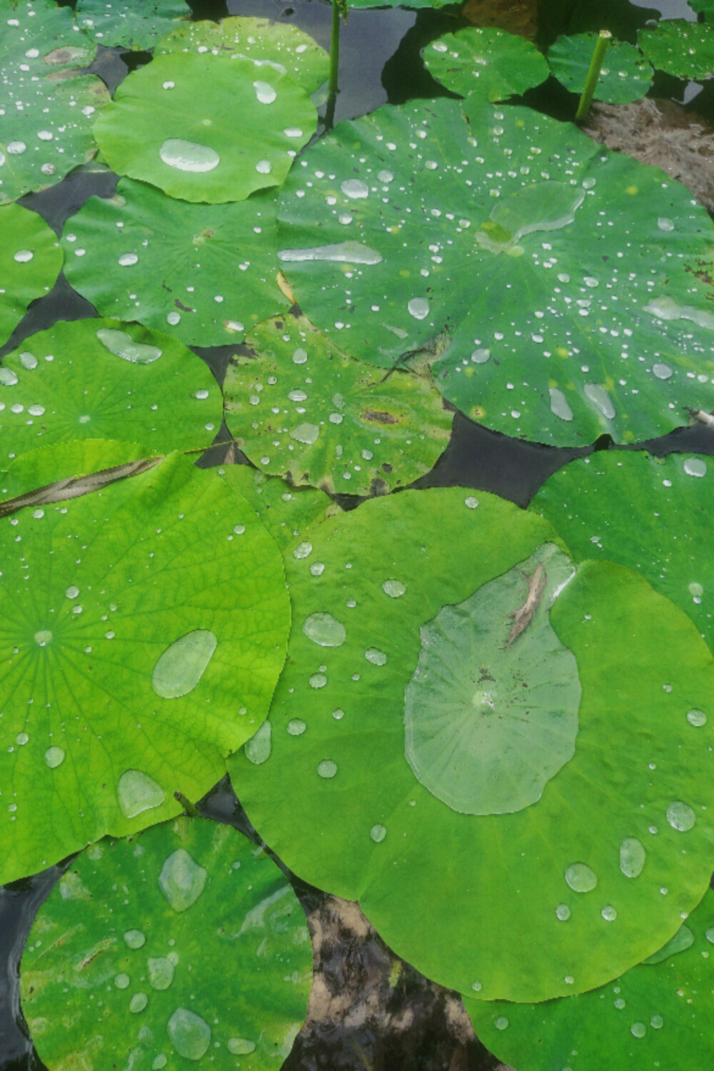 连雨不知春去，一晴方觉夏深