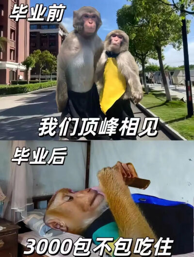 吗喽表情包