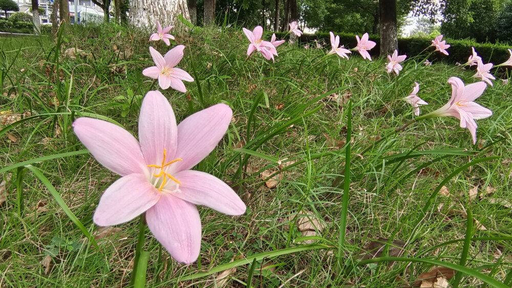 夏花欣赏：美丽动人的韭莲花