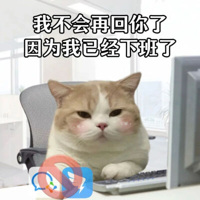 猫猫表情包