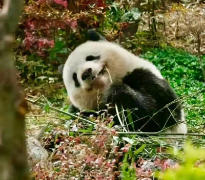 大熊猫北川，小甜包