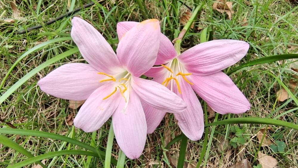 夏花欣赏：美丽动人的韭莲花