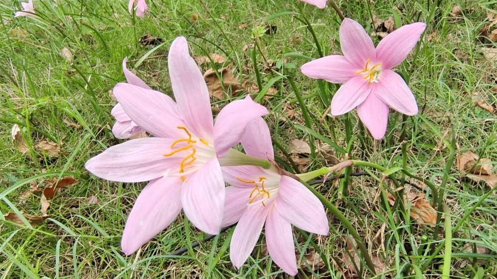 夏花欣赏：美丽动人的韭莲花