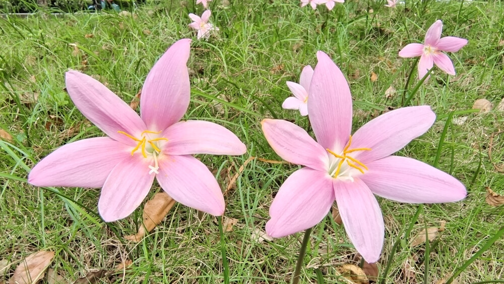 夏花欣赏：美丽动人的韭莲花