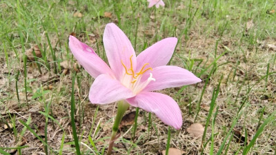 夏花欣赏：美丽动人的韭莲花