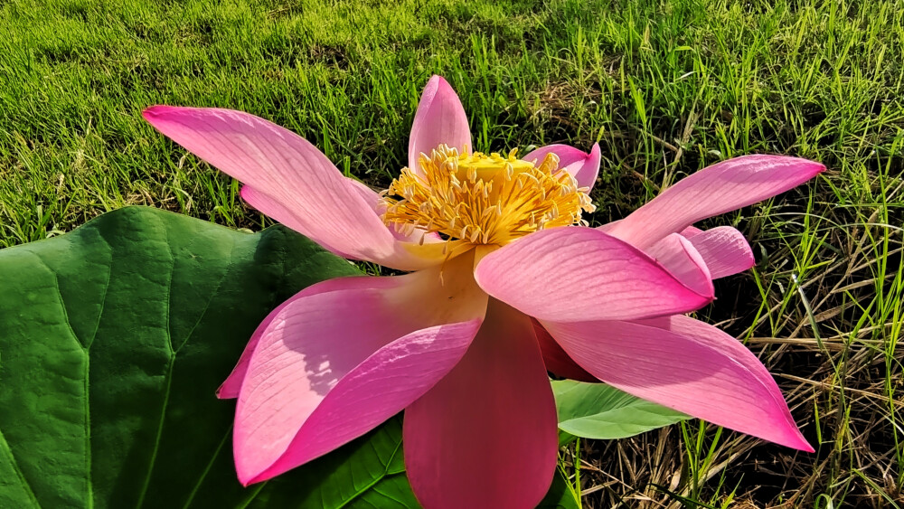 无尽的小草中，‌一束荷花玉立。在无尽的小草中，‌一枝荷花玉立，‌不仅突显了荷花的高雅，‌也展示了其独特的魅力。‌