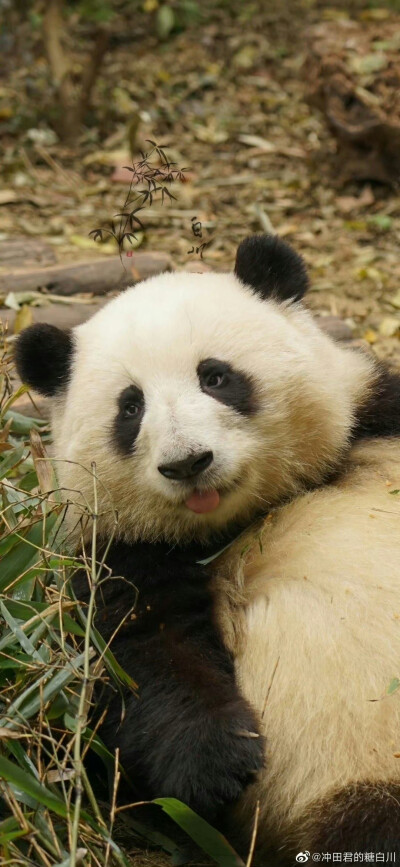 大熊猫花花