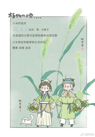 #罗罗布的小天台# 路边的狗尾巴草，毛茸茸的在发光～[送花花] ​​​