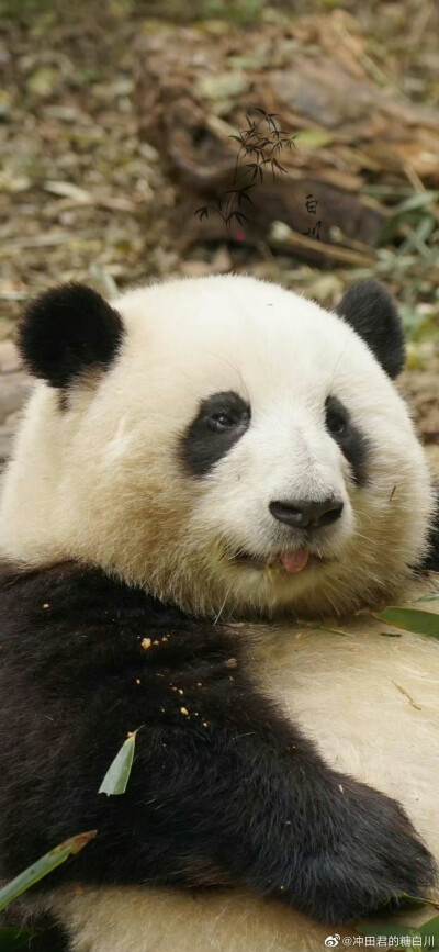 大熊猫花花