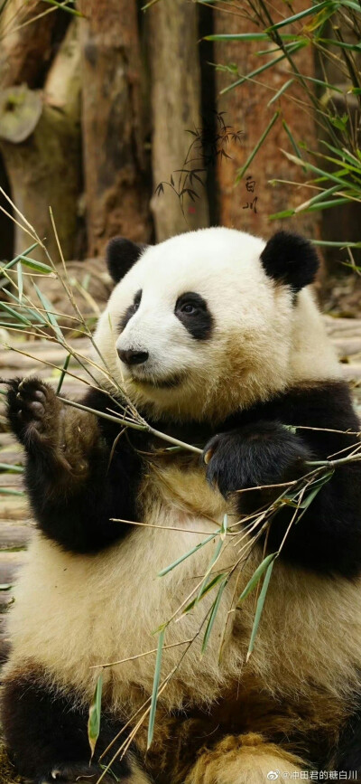 大熊猫花花