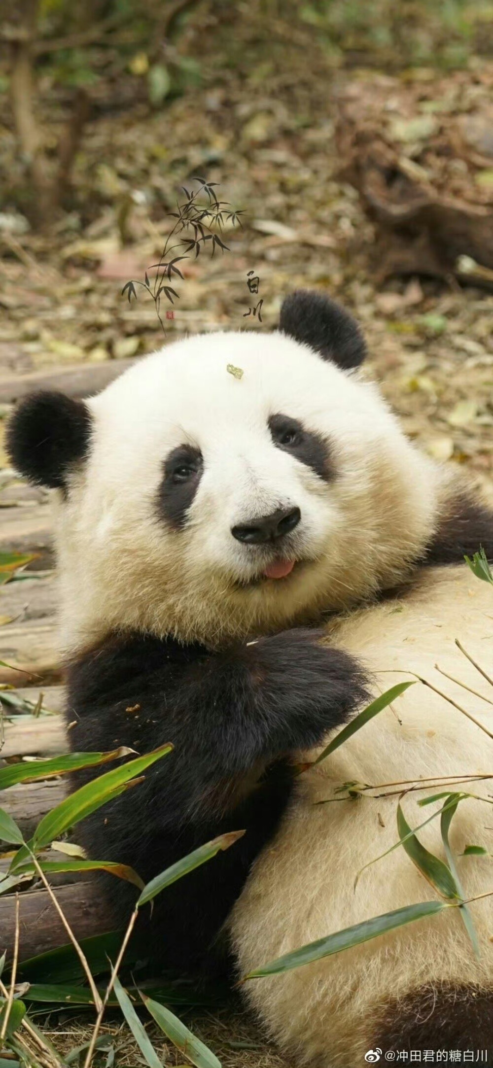 大熊猫花花