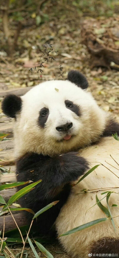 大熊猫花花