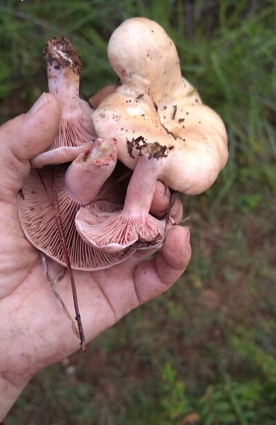 野生菌