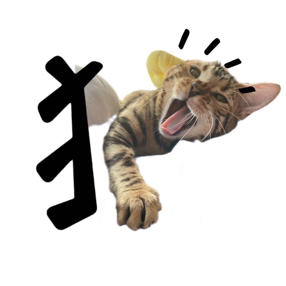 猫咪头像