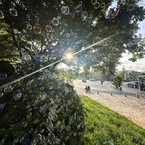 树是风盈过夏天的绿海