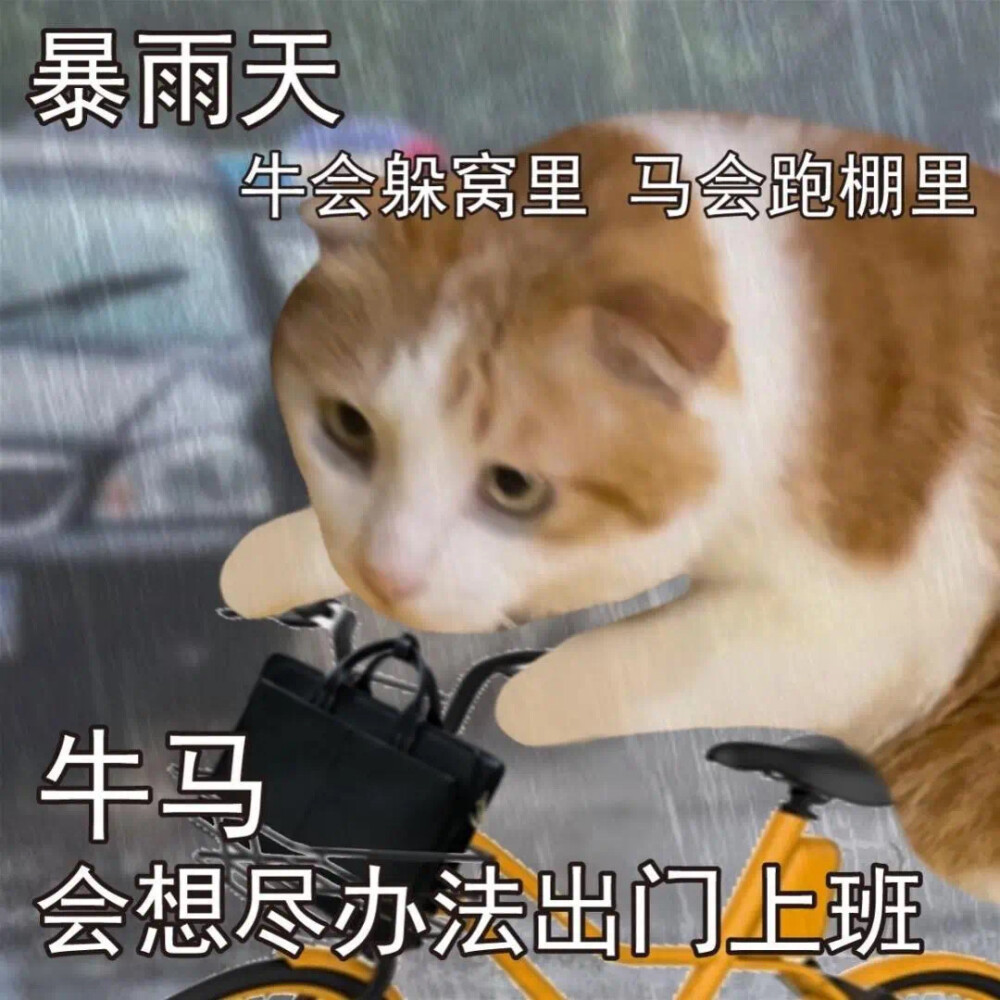 沙雕猫咪表情包