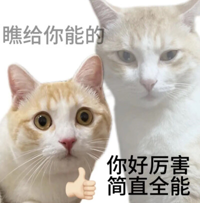 沙雕猫咪表情包