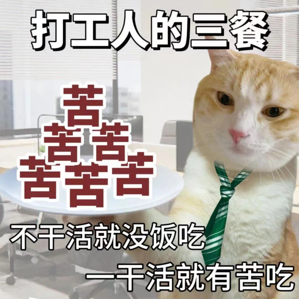 沙雕猫咪表情包