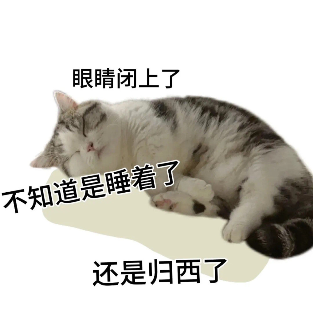 沙雕猫咪表情包