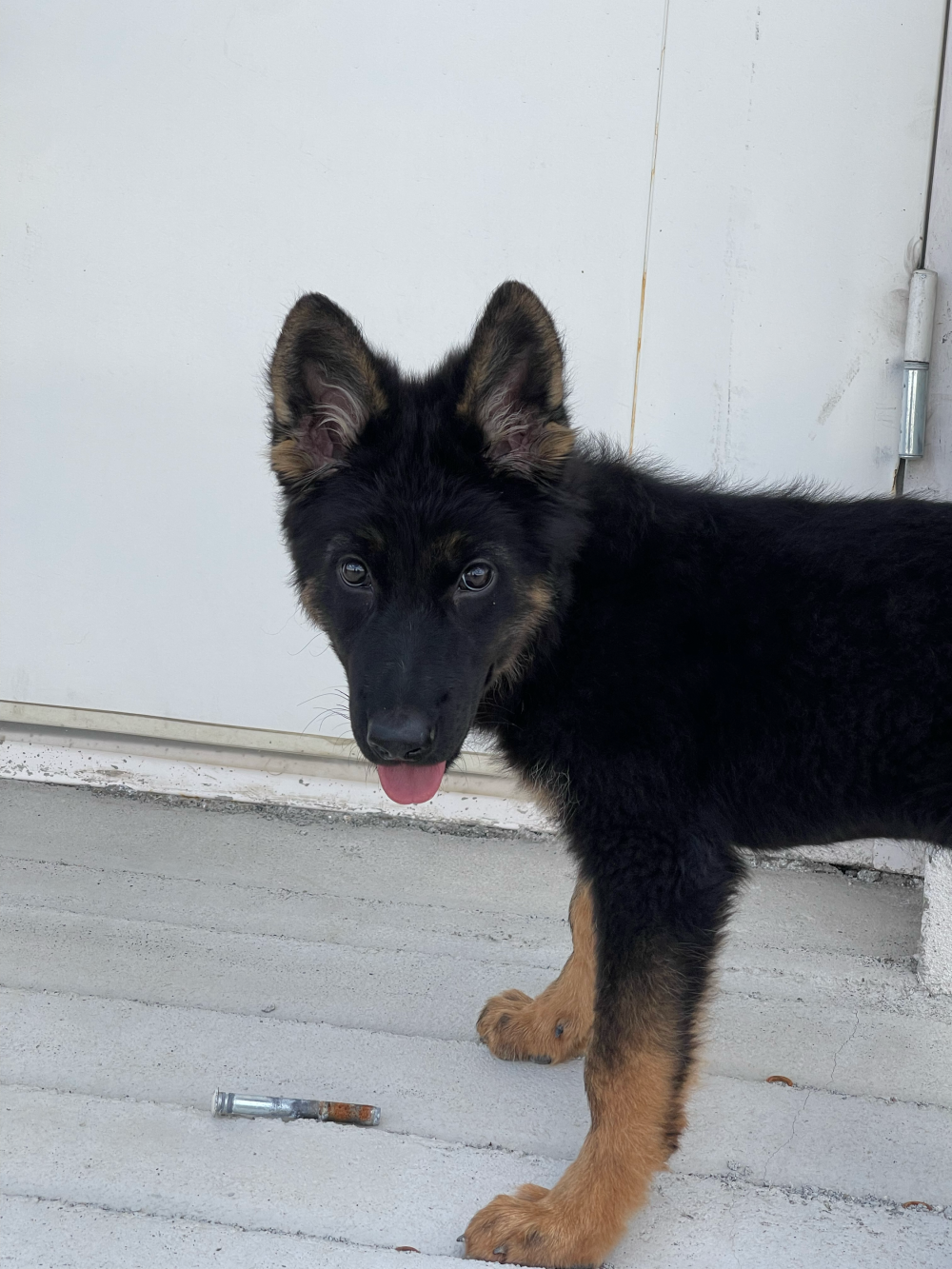 哪来的站军姿修苟苟