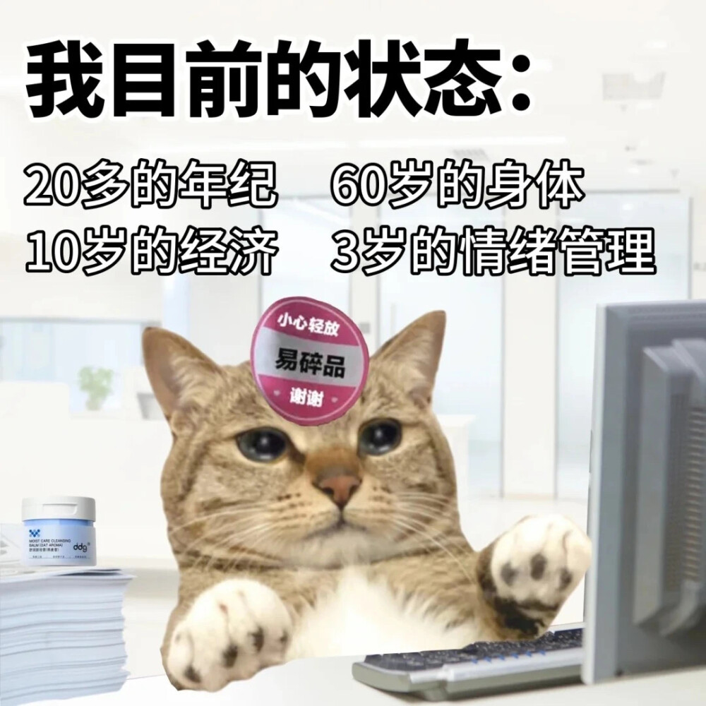 沙雕猫咪表情包