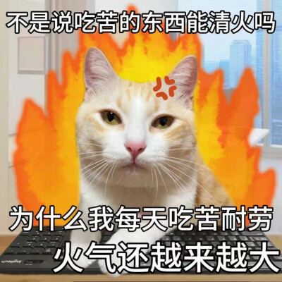 沙雕猫咪表情包