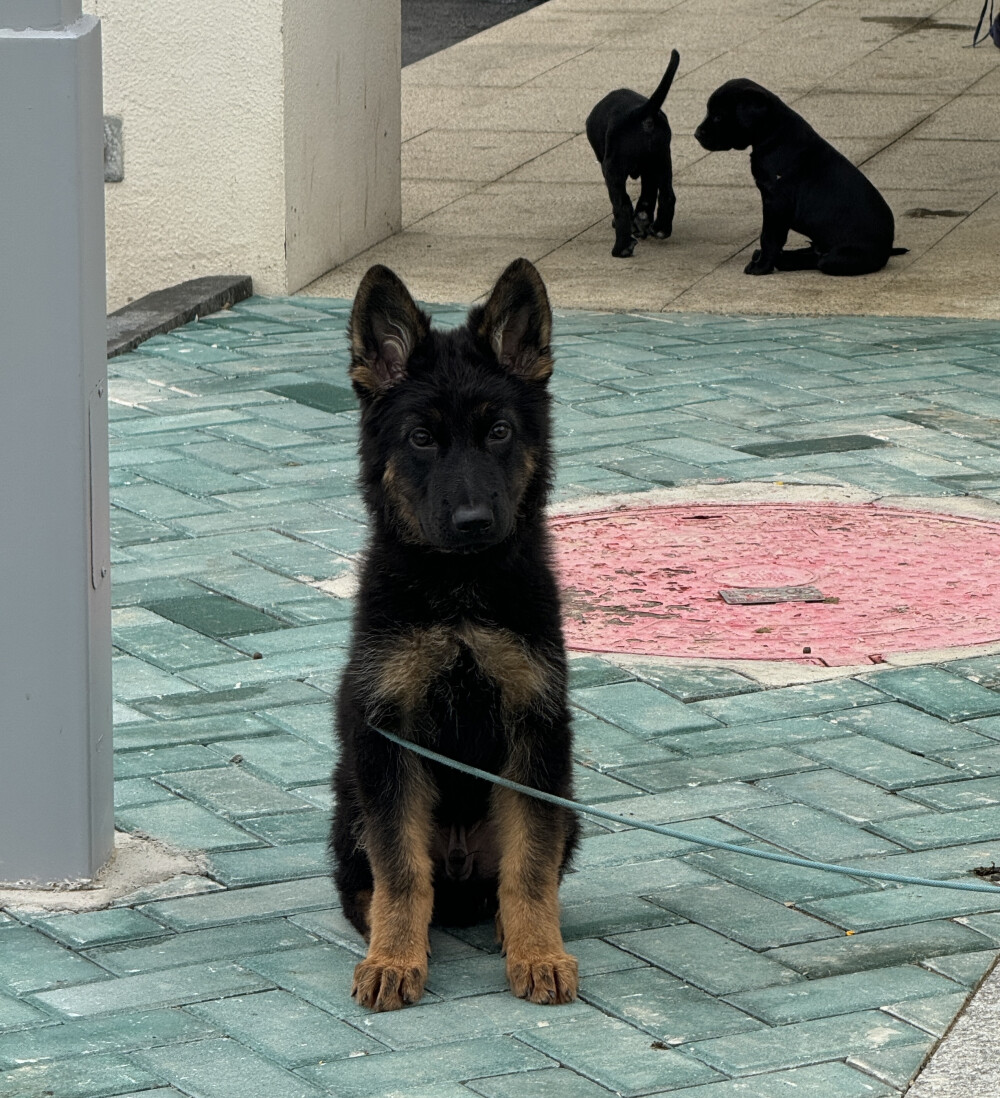 哪来的站军姿修苟苟