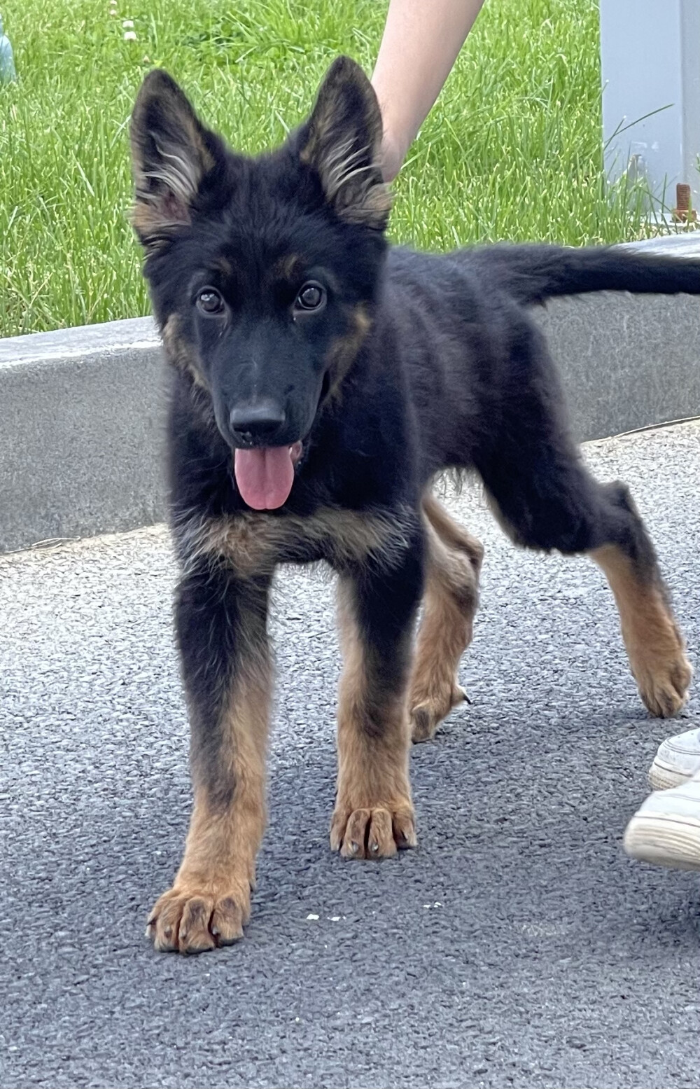 哪来的站军姿修苟苟