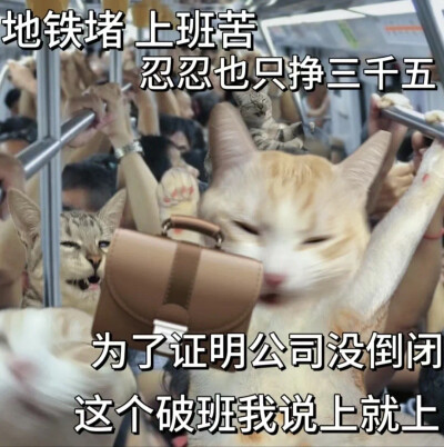 沙雕猫咪表情包