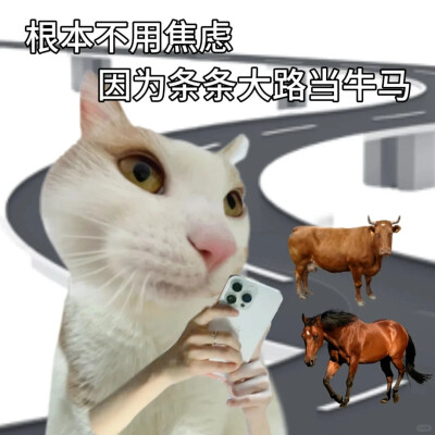 沙雕猫咪表情包