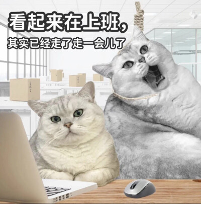 沙雕猫咪表情包