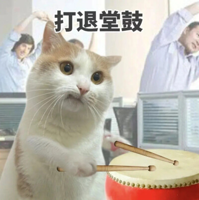 沙雕猫咪表情包