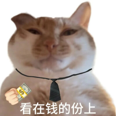 猫猫表情包