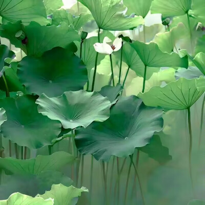 Butterfly*『今日份野餐の热爱春野俘绿 』