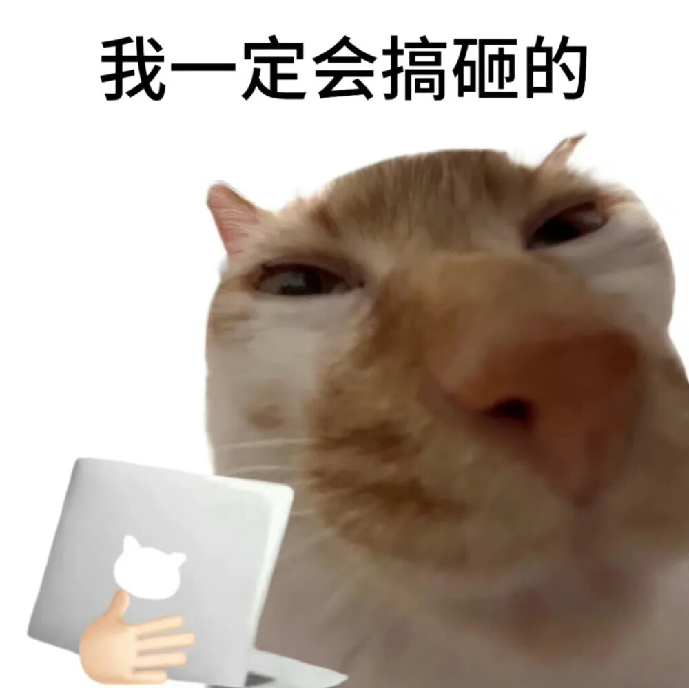 猫猫表情包