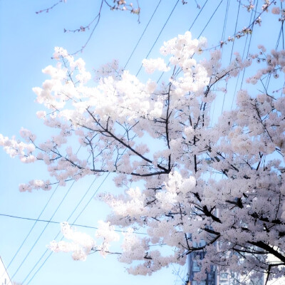 时间酿酒 余味成花