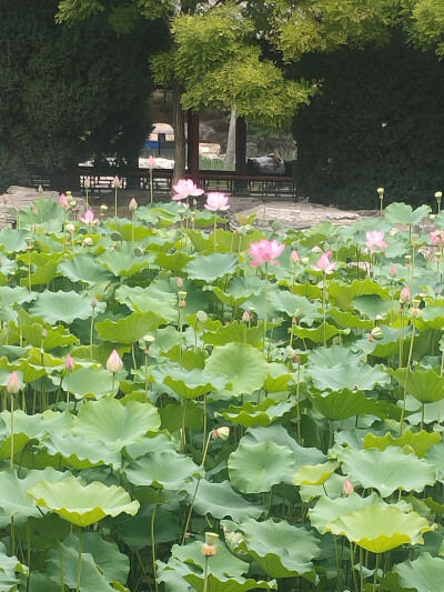 风景壁纸