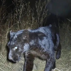 ₊⁺✞ 暗 & 黑 ✟⁺₊