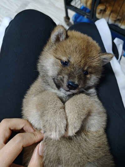 娇羞柴犬 幼犬