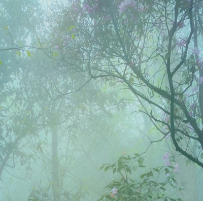 朦胧感背景图 绿色系背景图