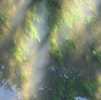 朦胧感背景图 绿色系背景图