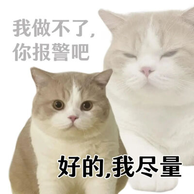 猫猫表情包